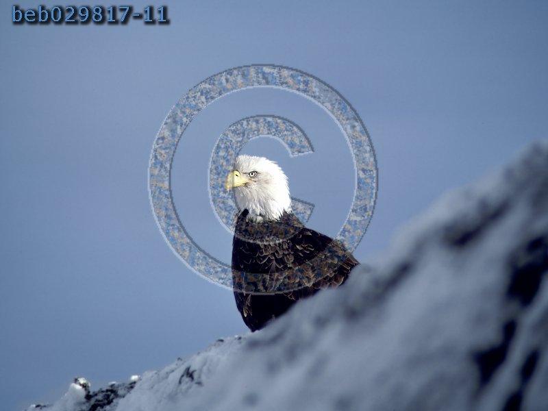 bald eagle picture. [#beb029817-11].   Beautiful picture of an american bald eagle with blue sky in background.  Lots of eagle feather detail.